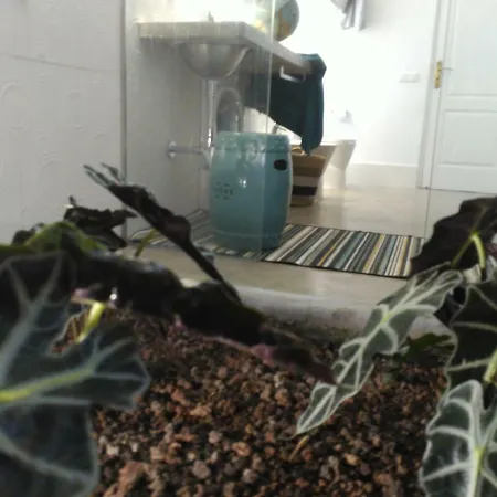 Vilna House With Private Pool, Jacuzzi And Garden -optional Pool And Jacuzzi Heating Villa Agaete