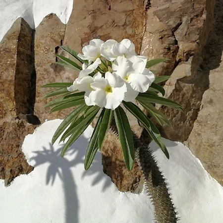 Vilna House With Private Pool, Jacuzzi And Garden -optional Pool And Jacuzzi Heating Villa Agaete